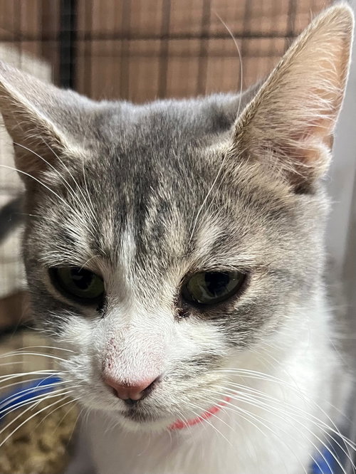 Aurora, an adoptable Domestic Short Hair in No Physical Shelter, AZ