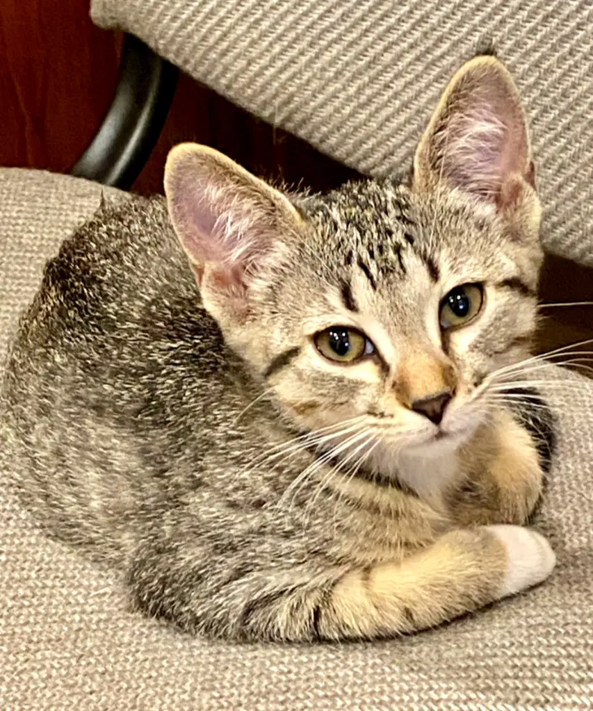 Daisy - Domestic Short Hair