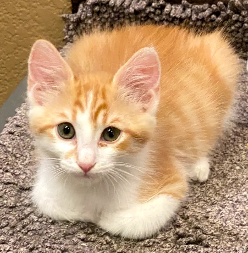 River - Domestic Short Hair
