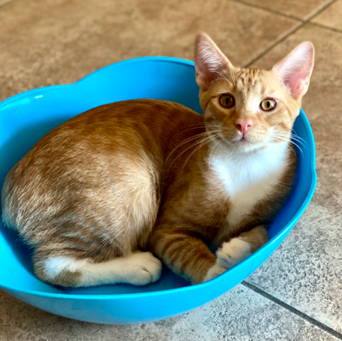 Forrest, a cat for adoption from Living The Dream Rescue