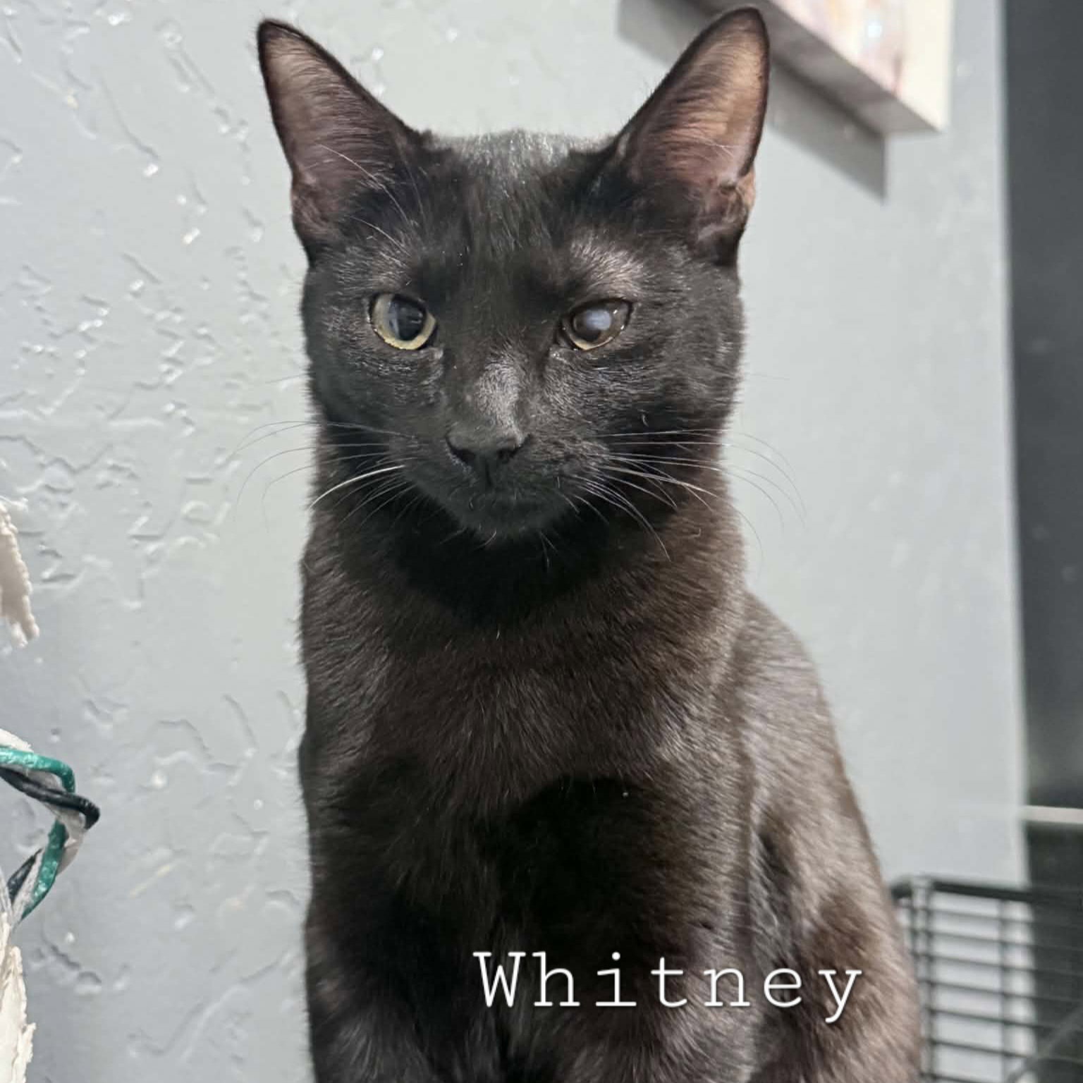 Whitney