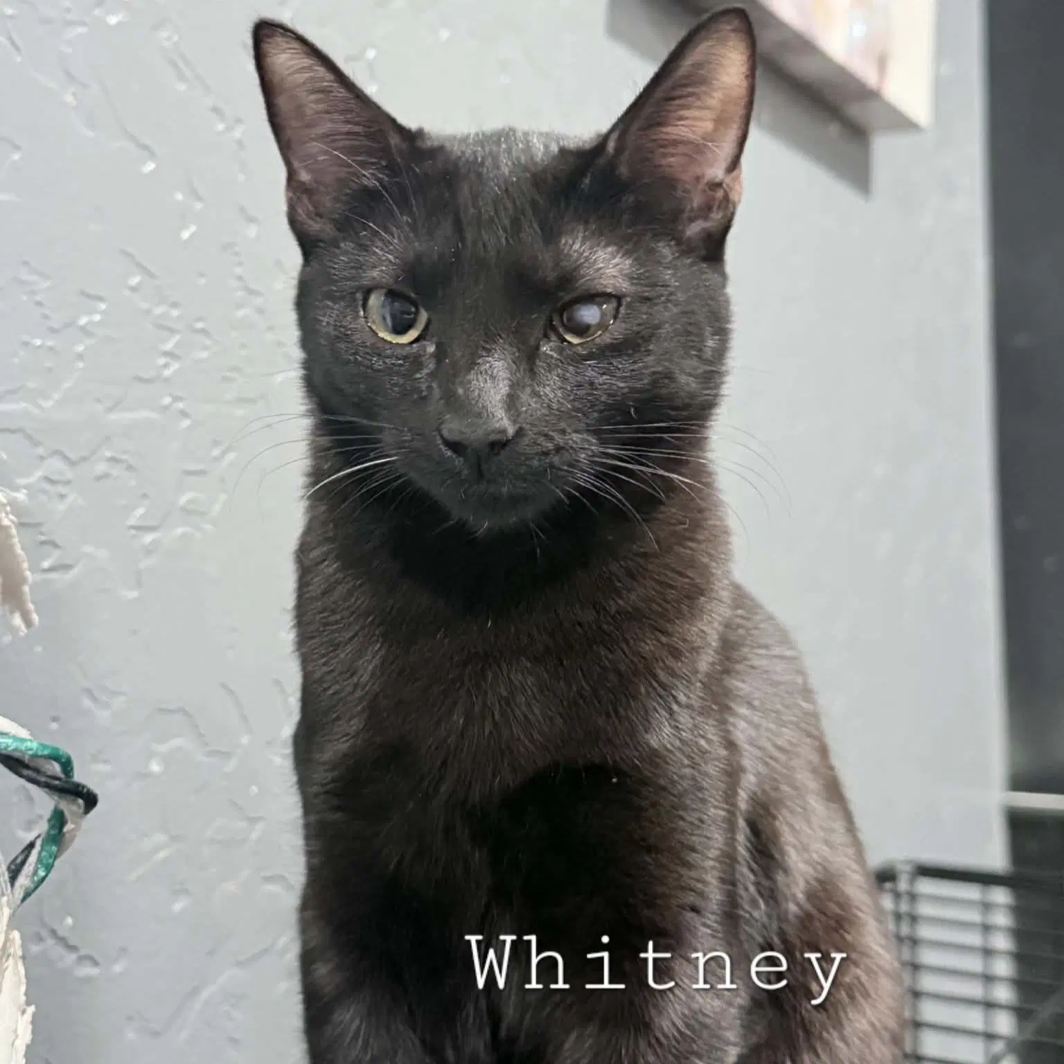 Whitney - Domestic Short Hair