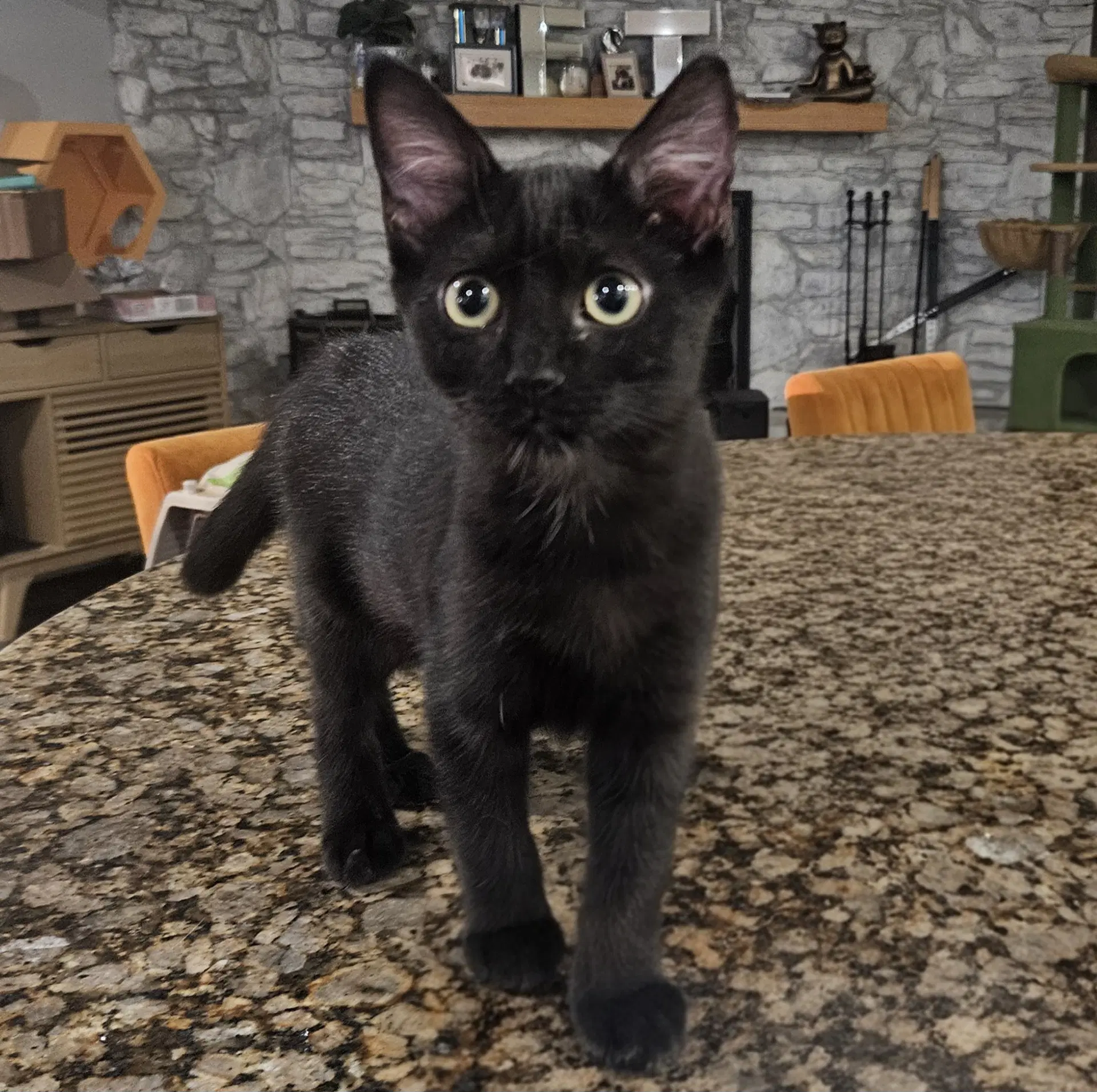Sake - Domestic Short Hair