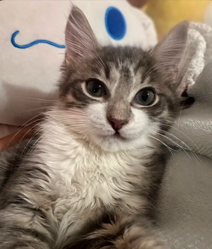 Gandalph - Domestic Medium Hair