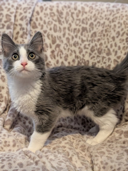 Glitch, an adoptable Domestic Short Hair in No Physical Shelter, AZ
