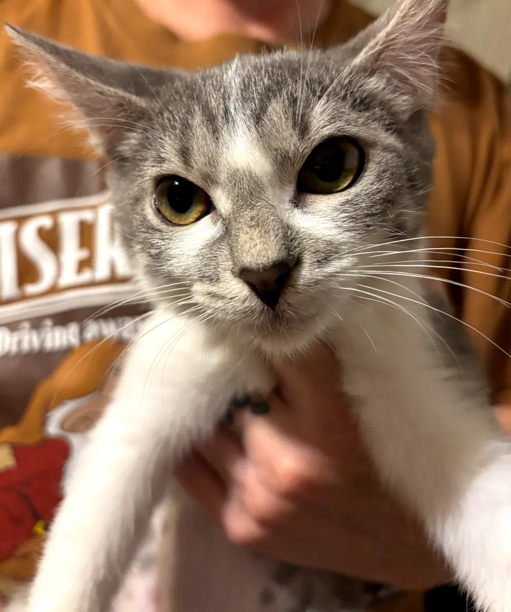 Eloise - Domestic Short Hair