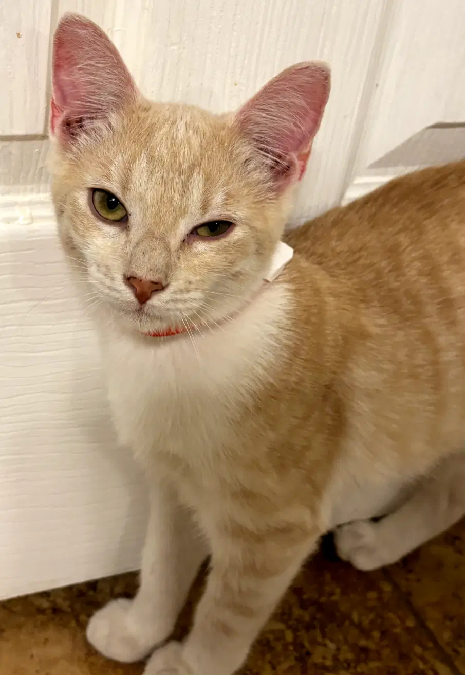 Newton - Domestic Short Hair