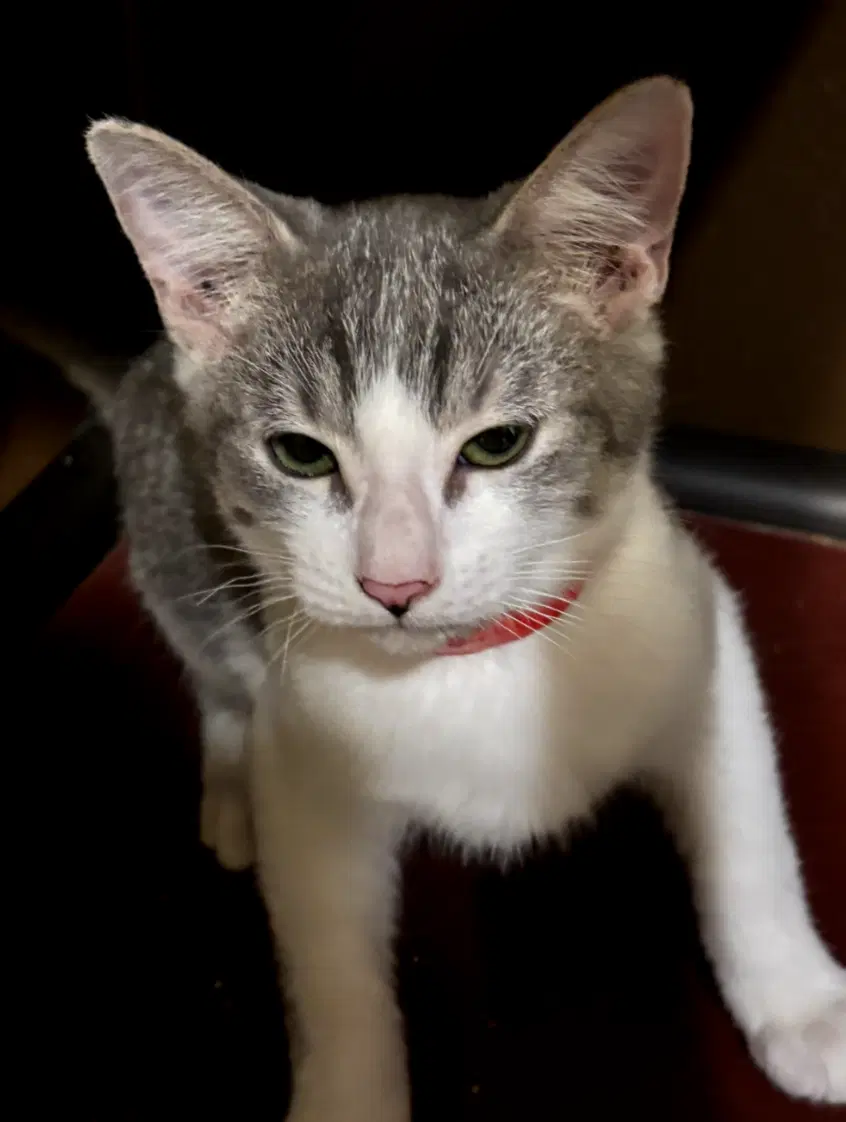 Beckett - Domestic Short Hair