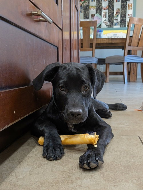 Arlo