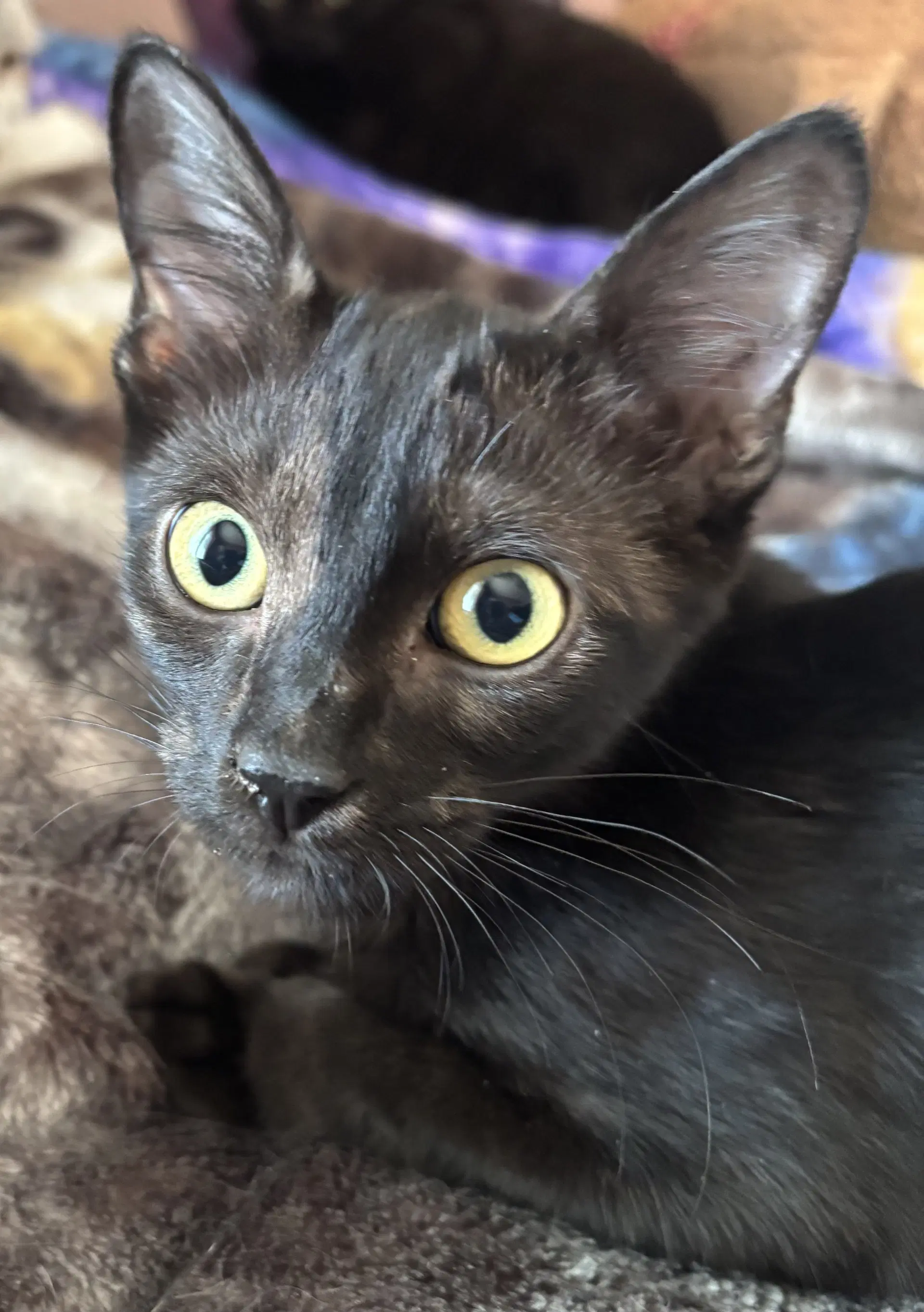 Elvis - Domestic Short Hair