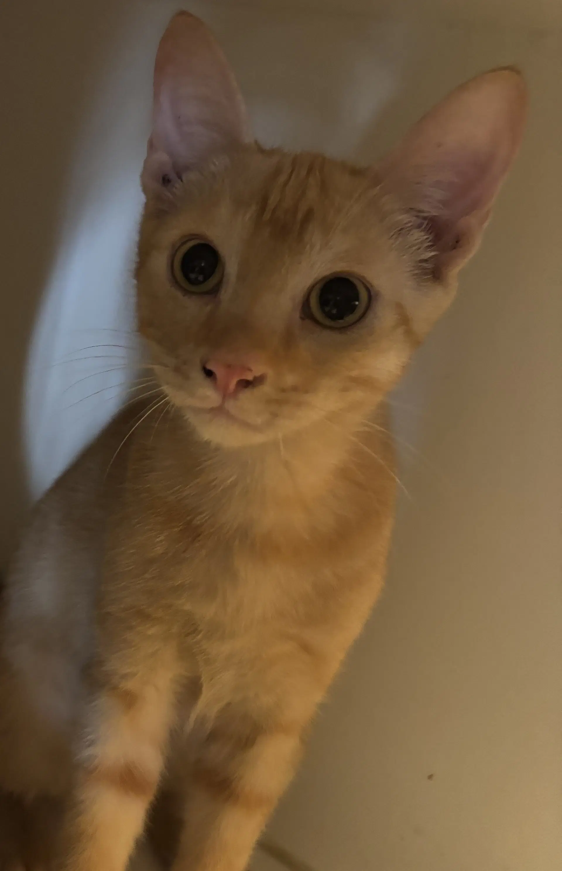 Louis - Domestic Short Hair