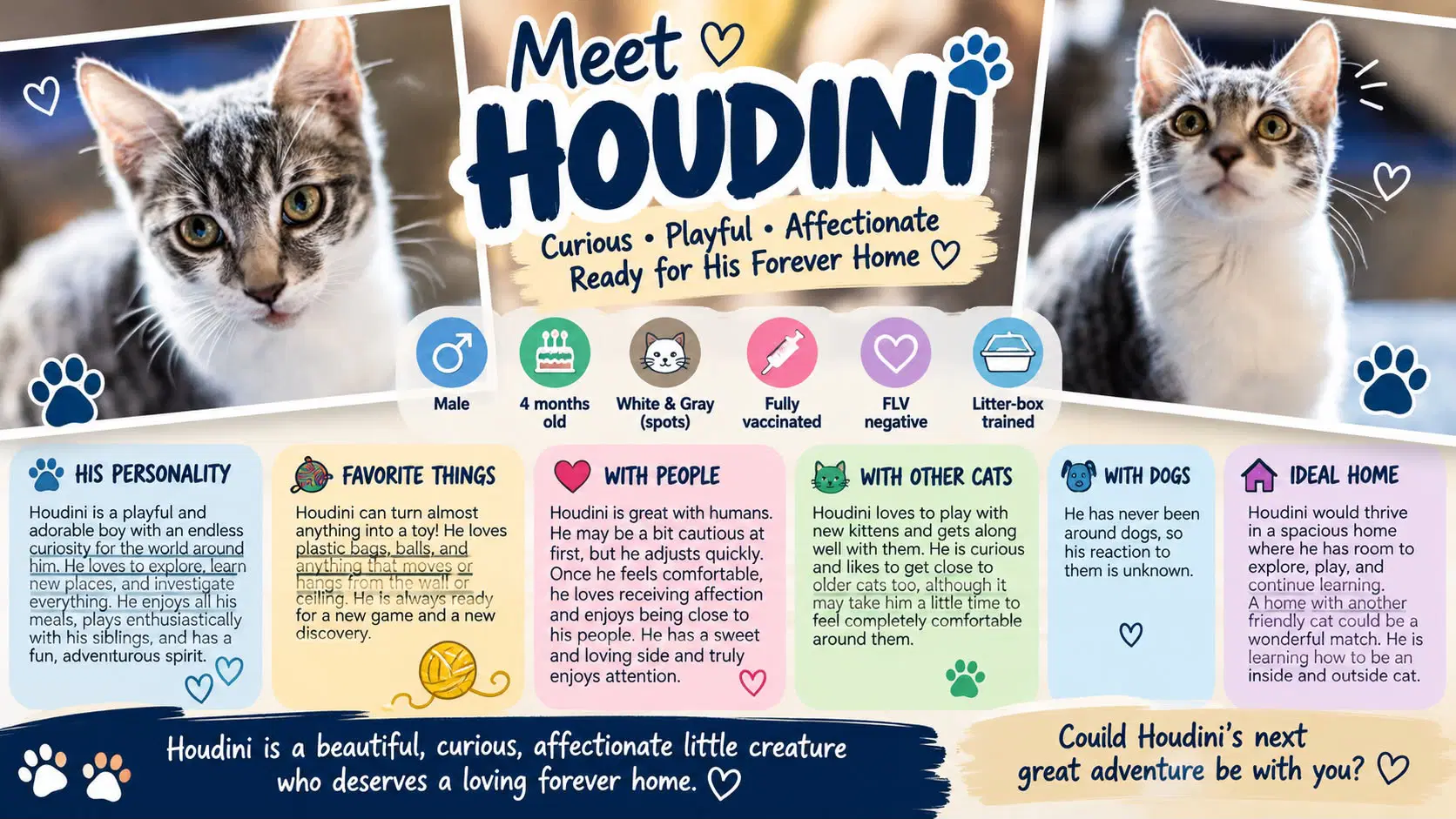 Houdini - Domestic Short Hair
