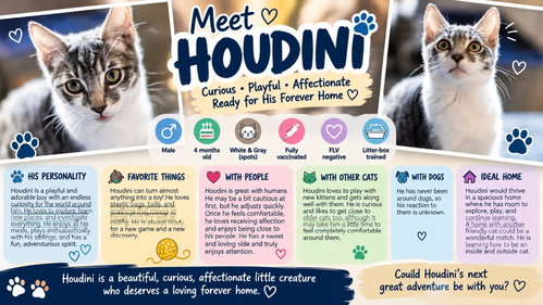 Houdini, a cat for adoption from Living The Dream Rescue
