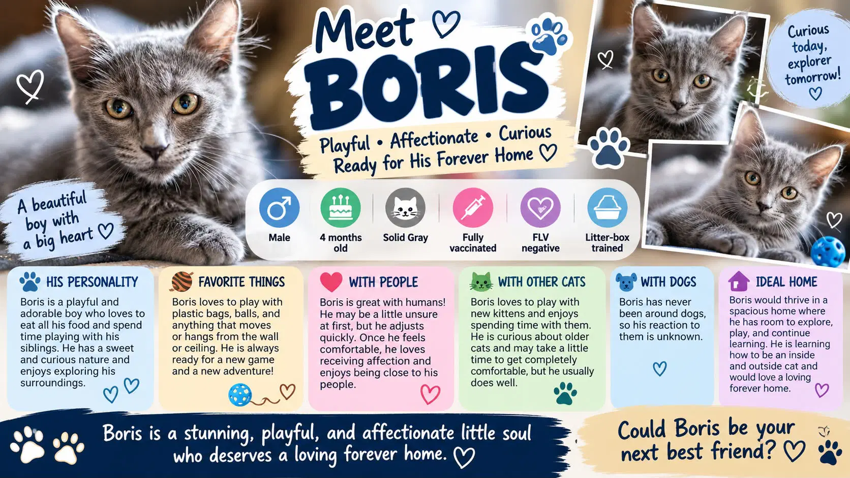 Boris - Domestic Medium Hair