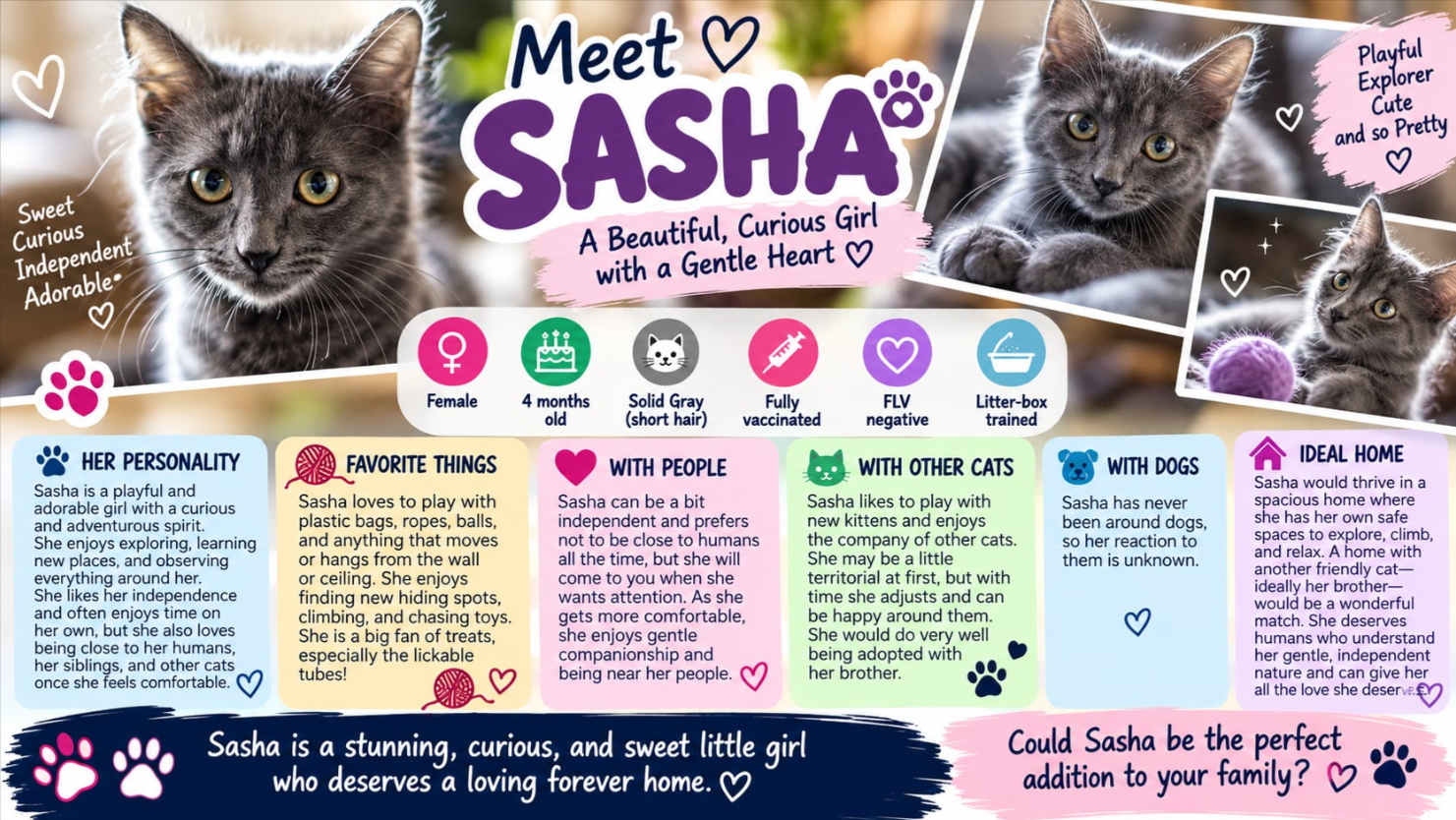 Sasha, Domestic Medium Hair
