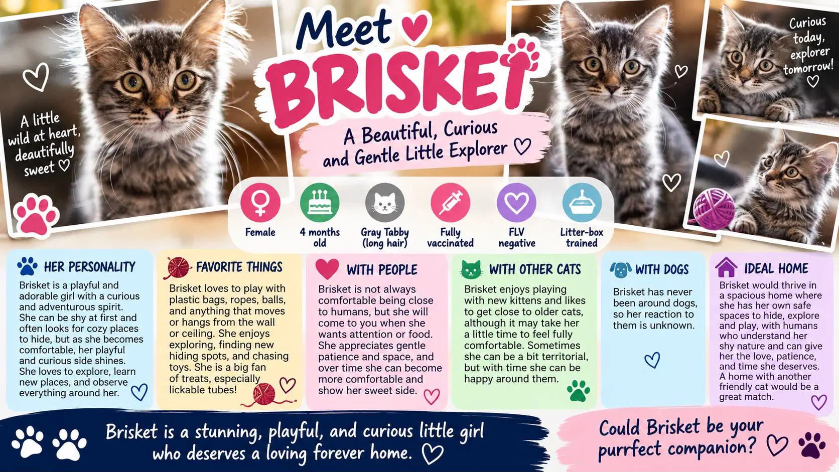 Brisket - Domestic Medium Hair
