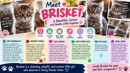 Brisket, a cat for adoption from Living The Dream Rescue