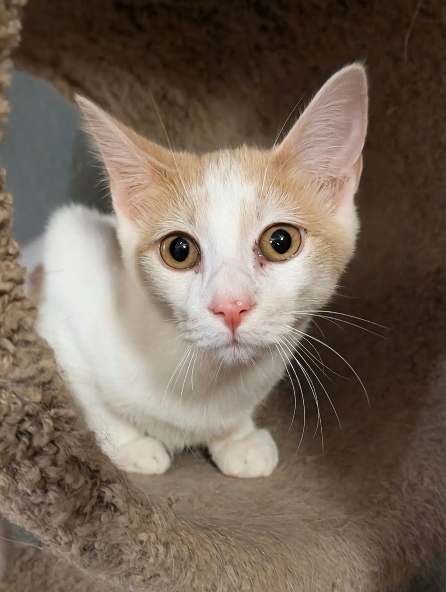 Dale - Domestic Short Hair