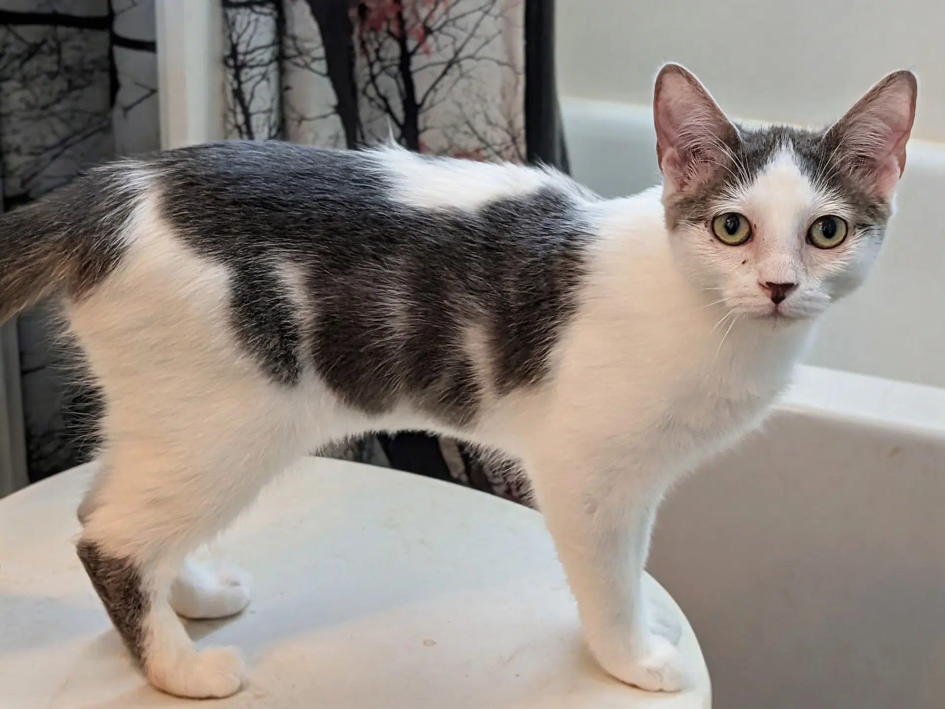 Glenda - Domestic Short Hair