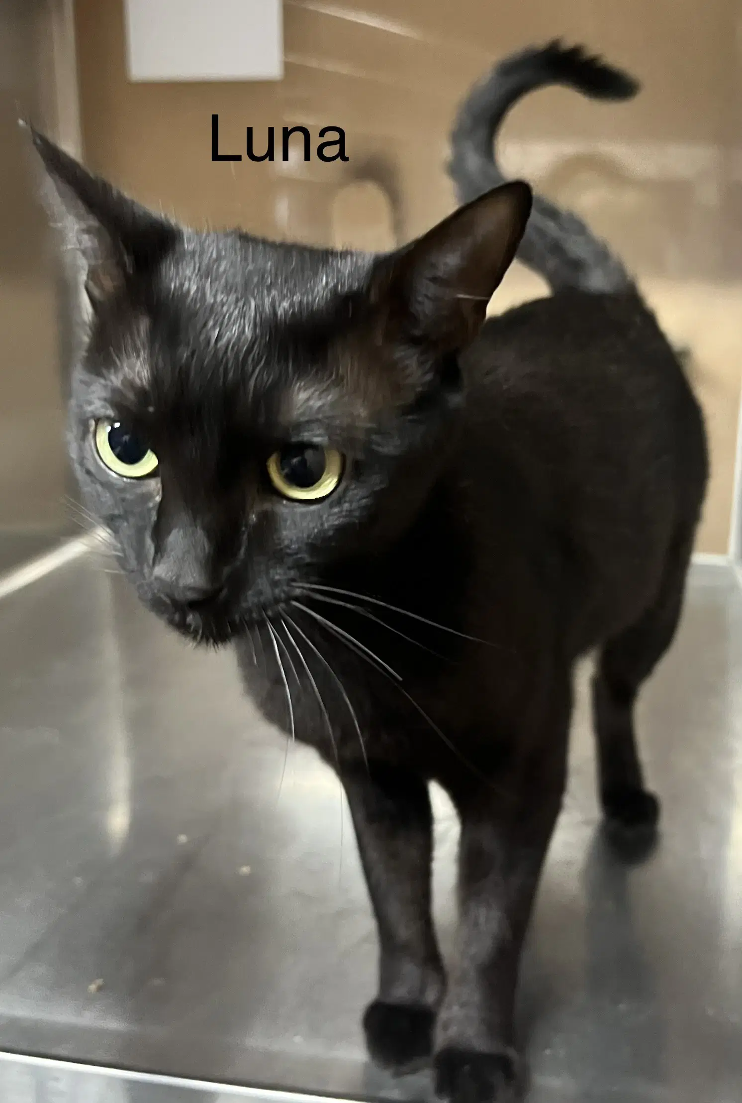Luna Marie - Domestic Short Hair
