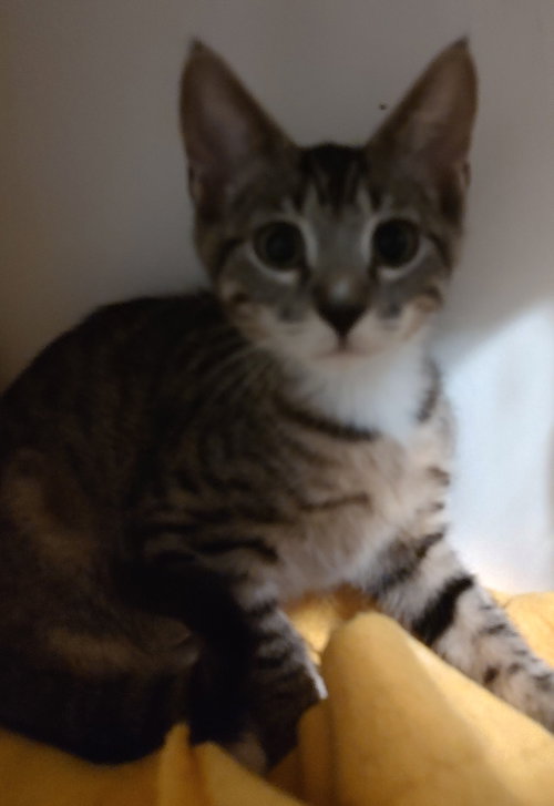 picture of the cat needing adoption
