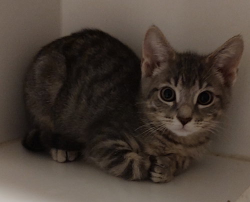 picture of the cat needing adoption