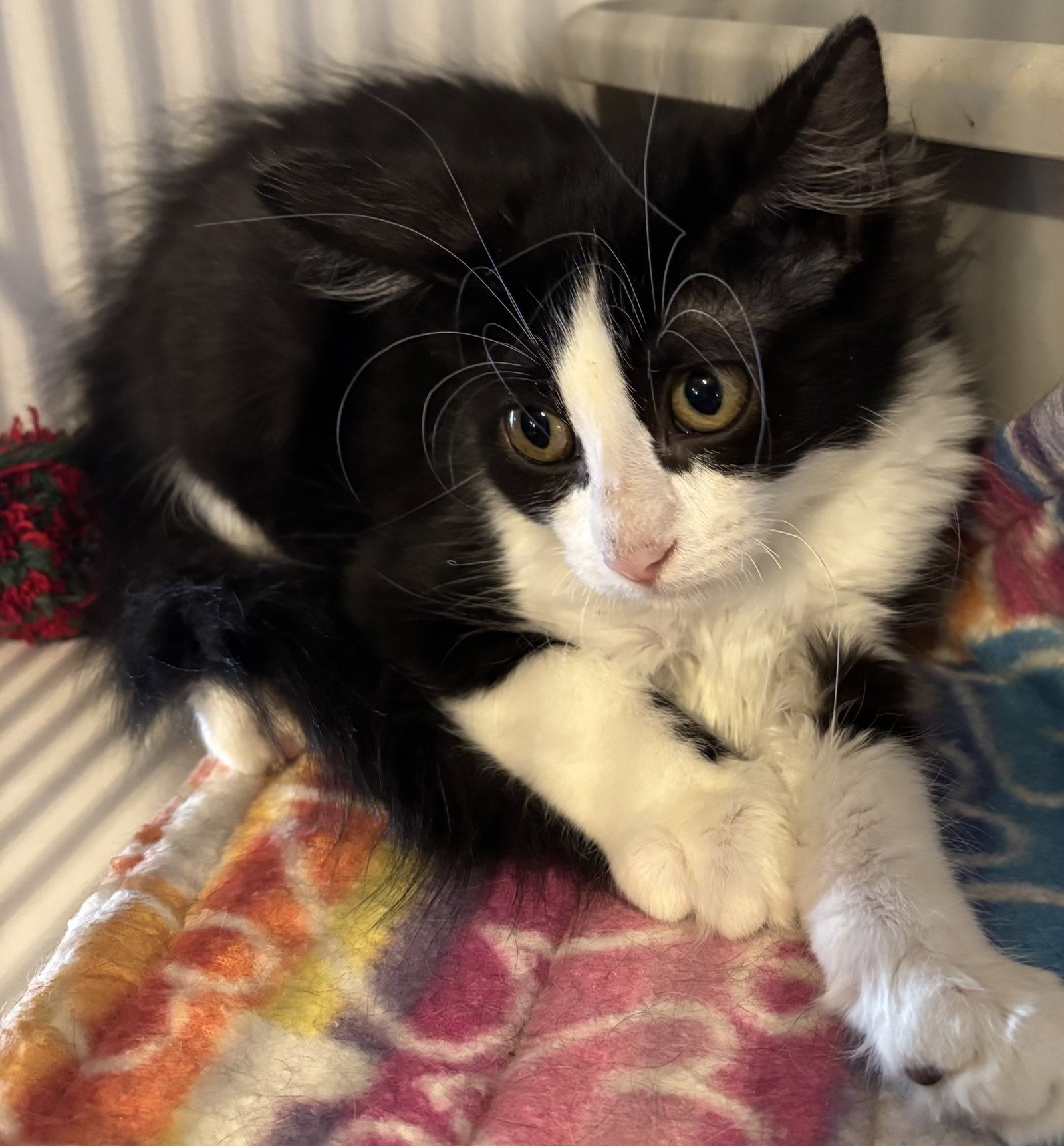 Liberty, Domestic Short Hair