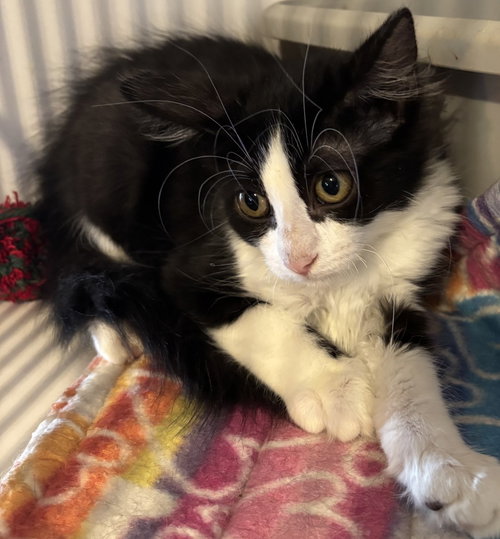 Liberty, a cat for adoption from Living The Dream Rescue