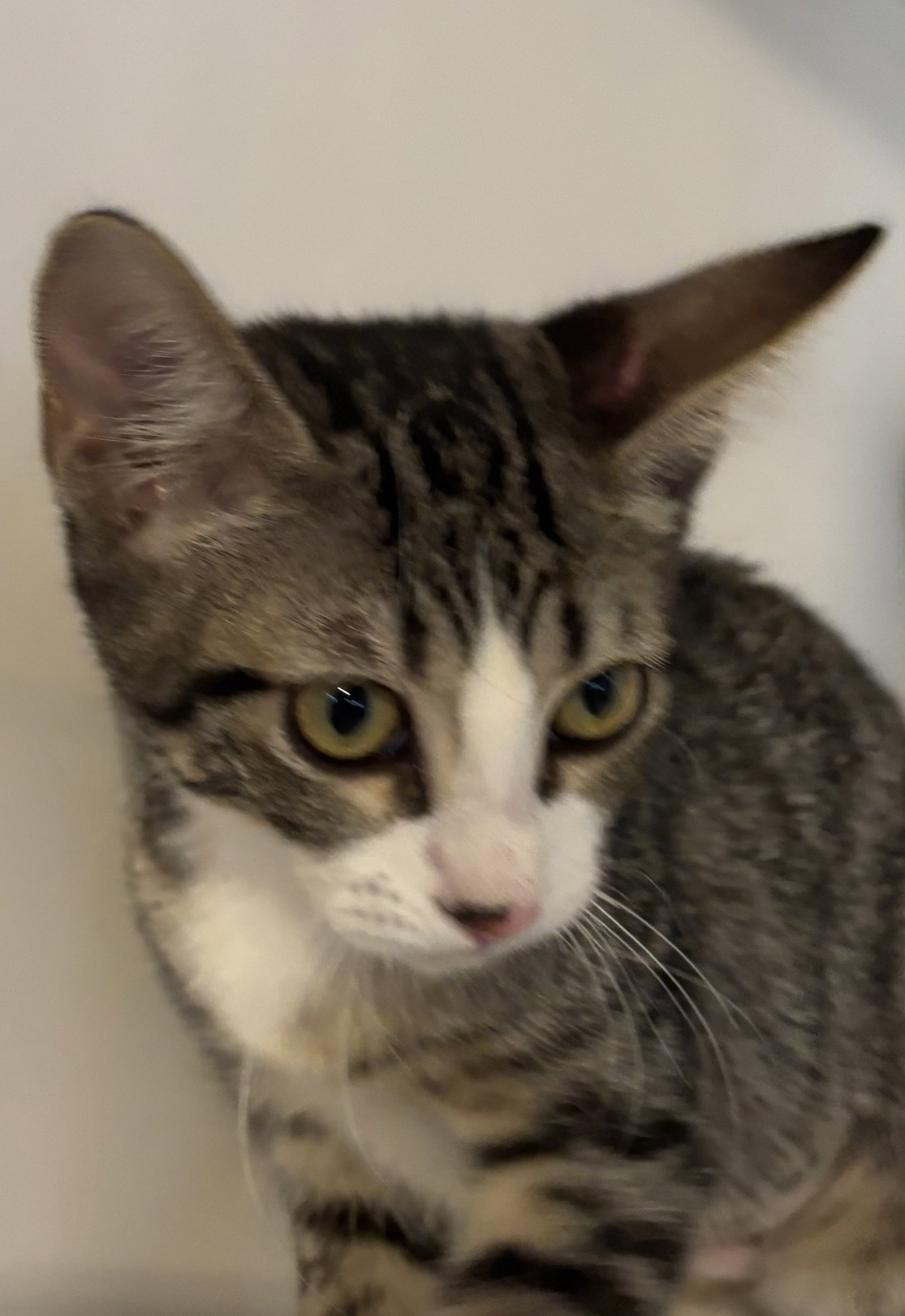 Freedom, Domestic Short Hair