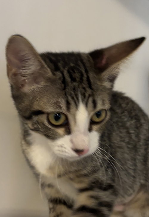 Freedom, a cat for adoption from Living The Dream Rescue