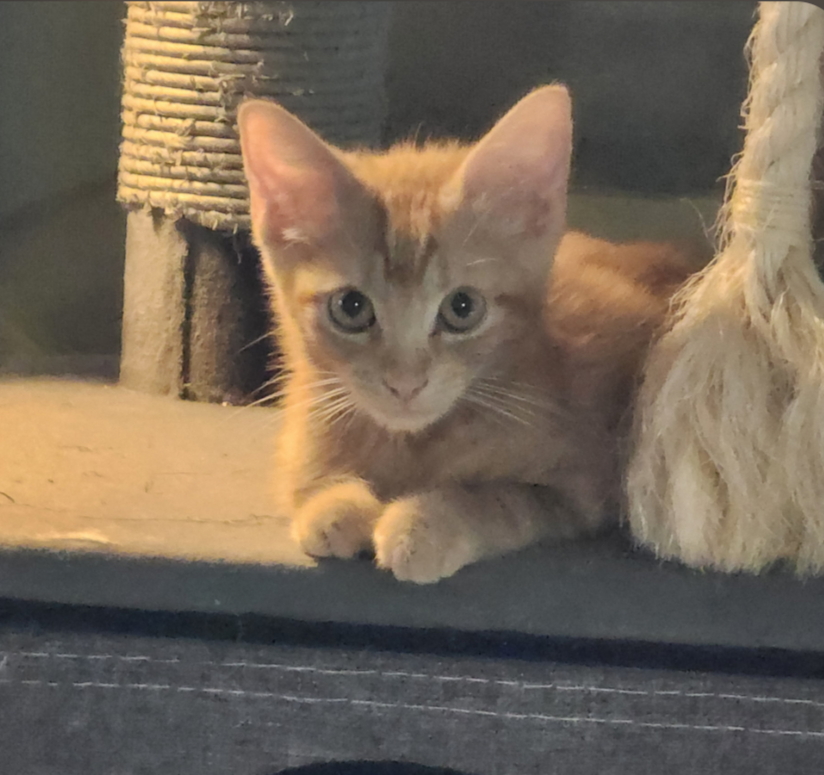 Pig Pen, Domestic Short Hair