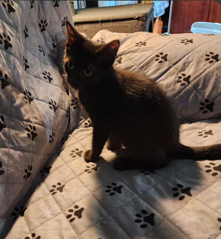Cole, Domestic Short Hair