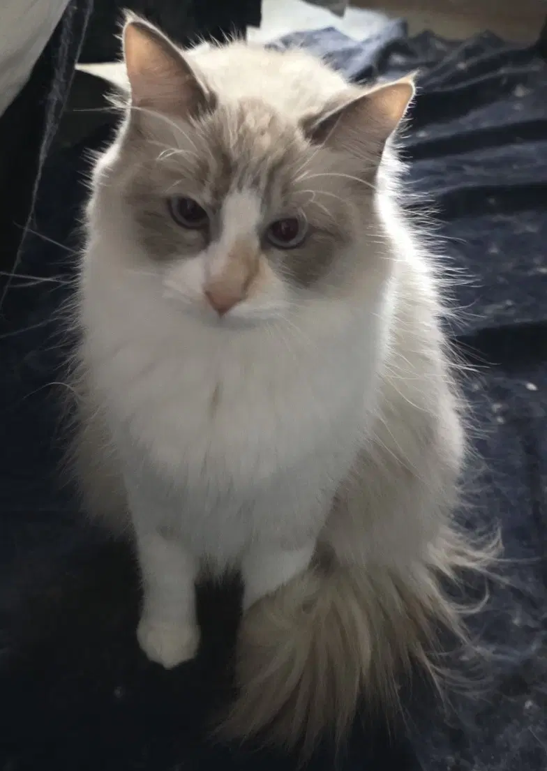 Cirilla - Ragdoll