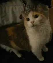 Macie - Ragdoll