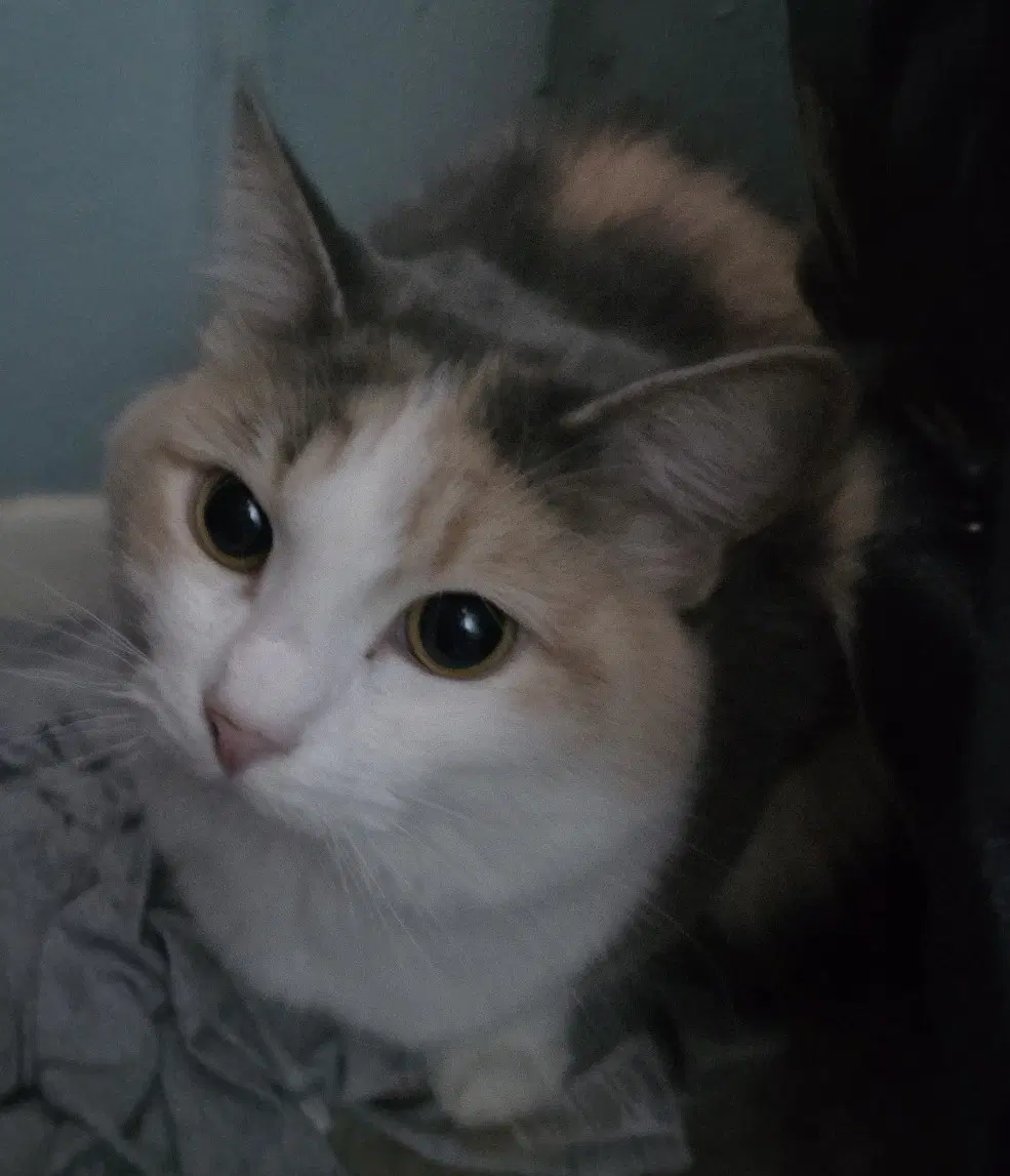 Macie image 2