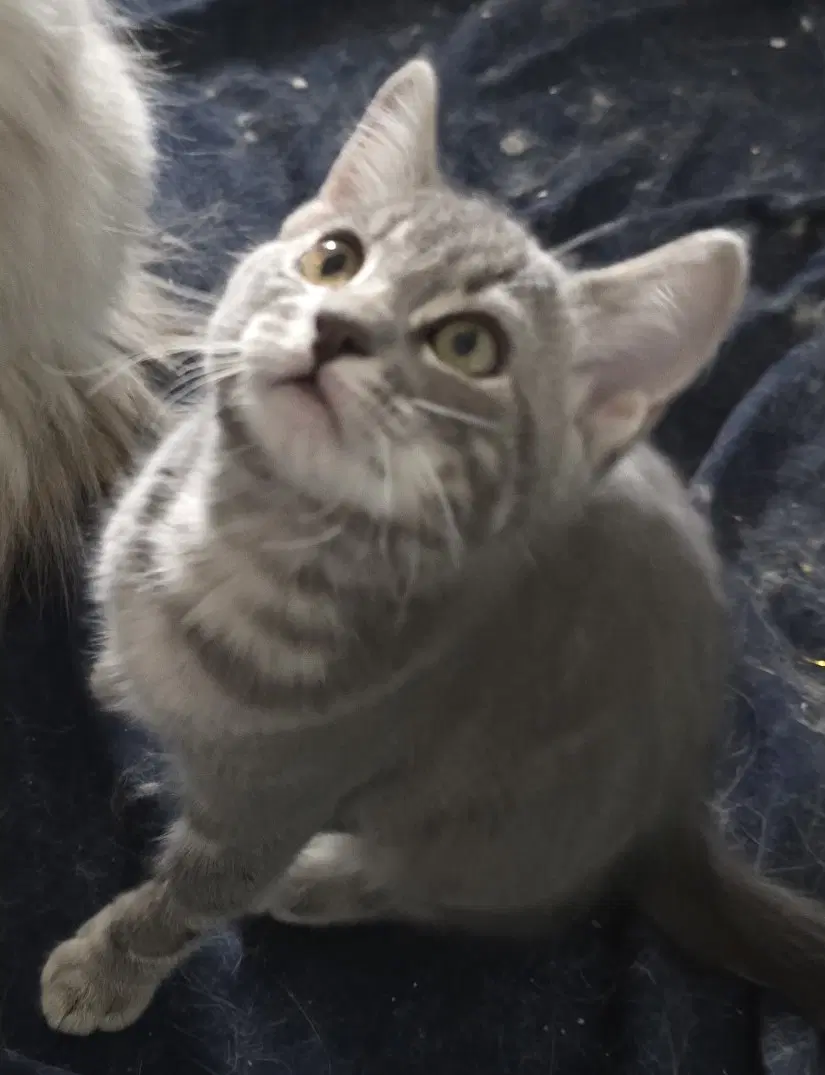 Craig - Domestic Short Hair