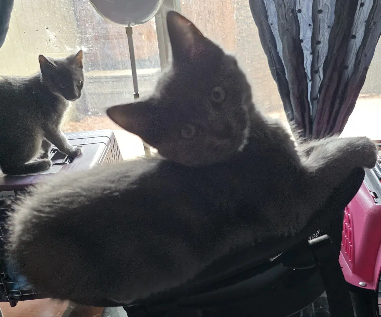 Slate - Domestic Short Hair