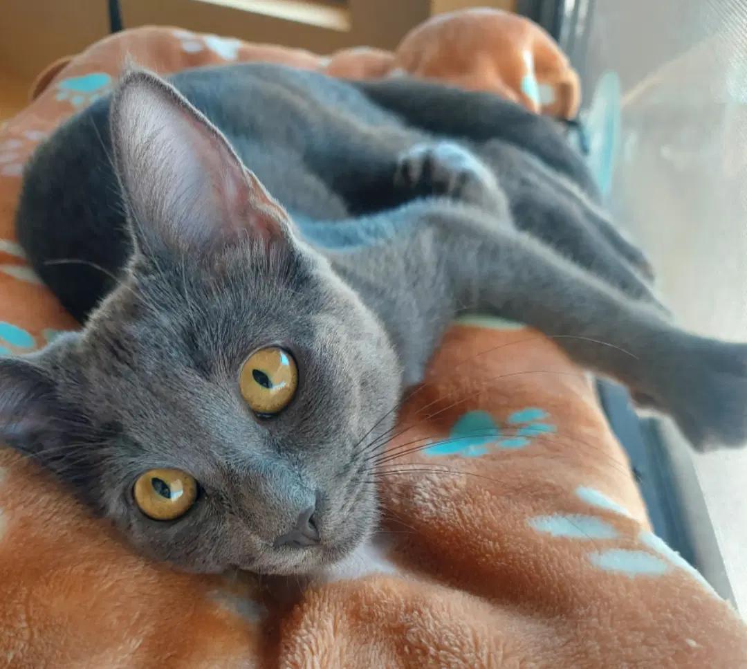 Pepper - Domestic Short Hair