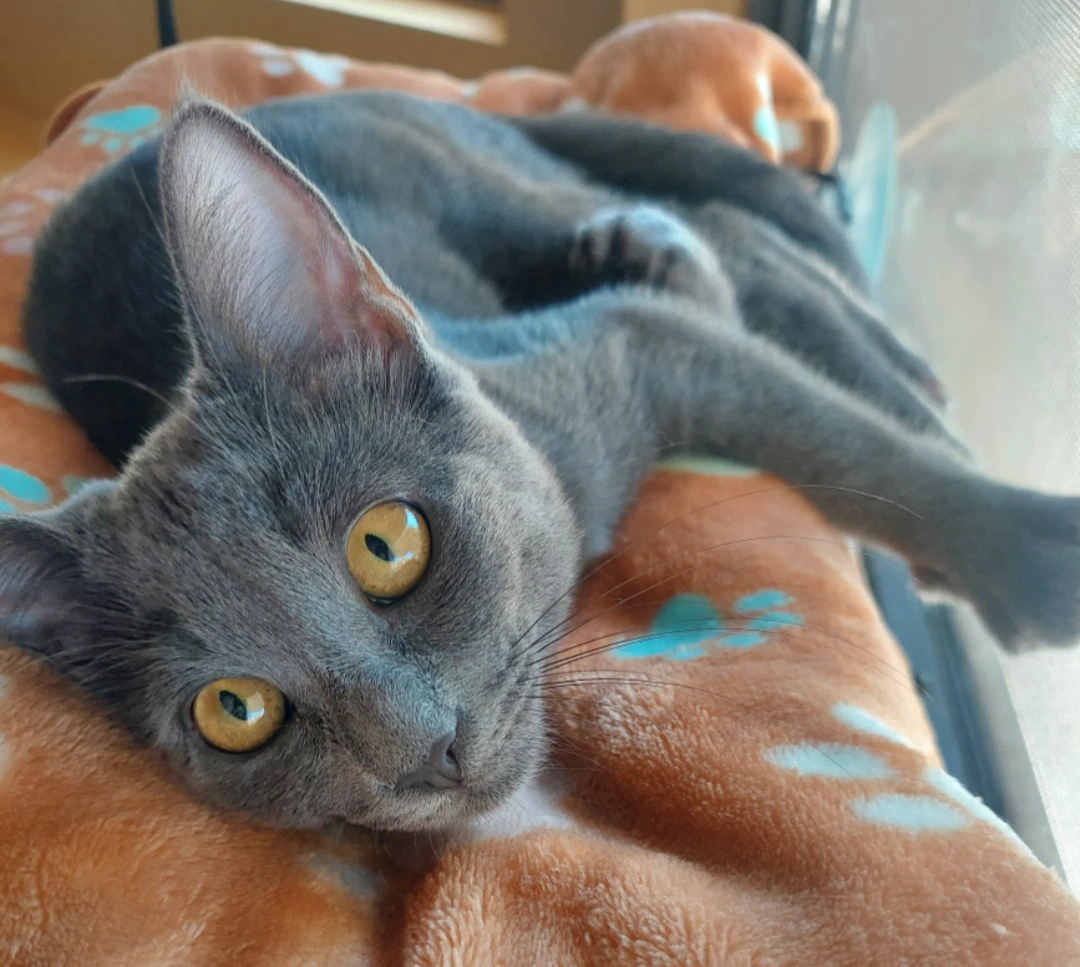 Pepper