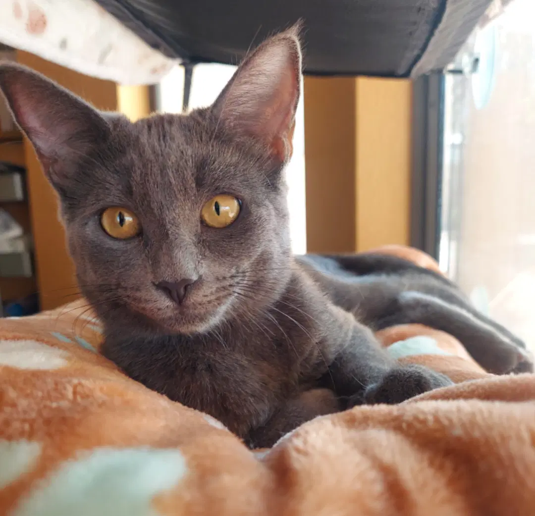 Pepper image 2
