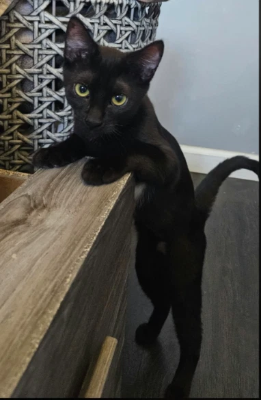Nova