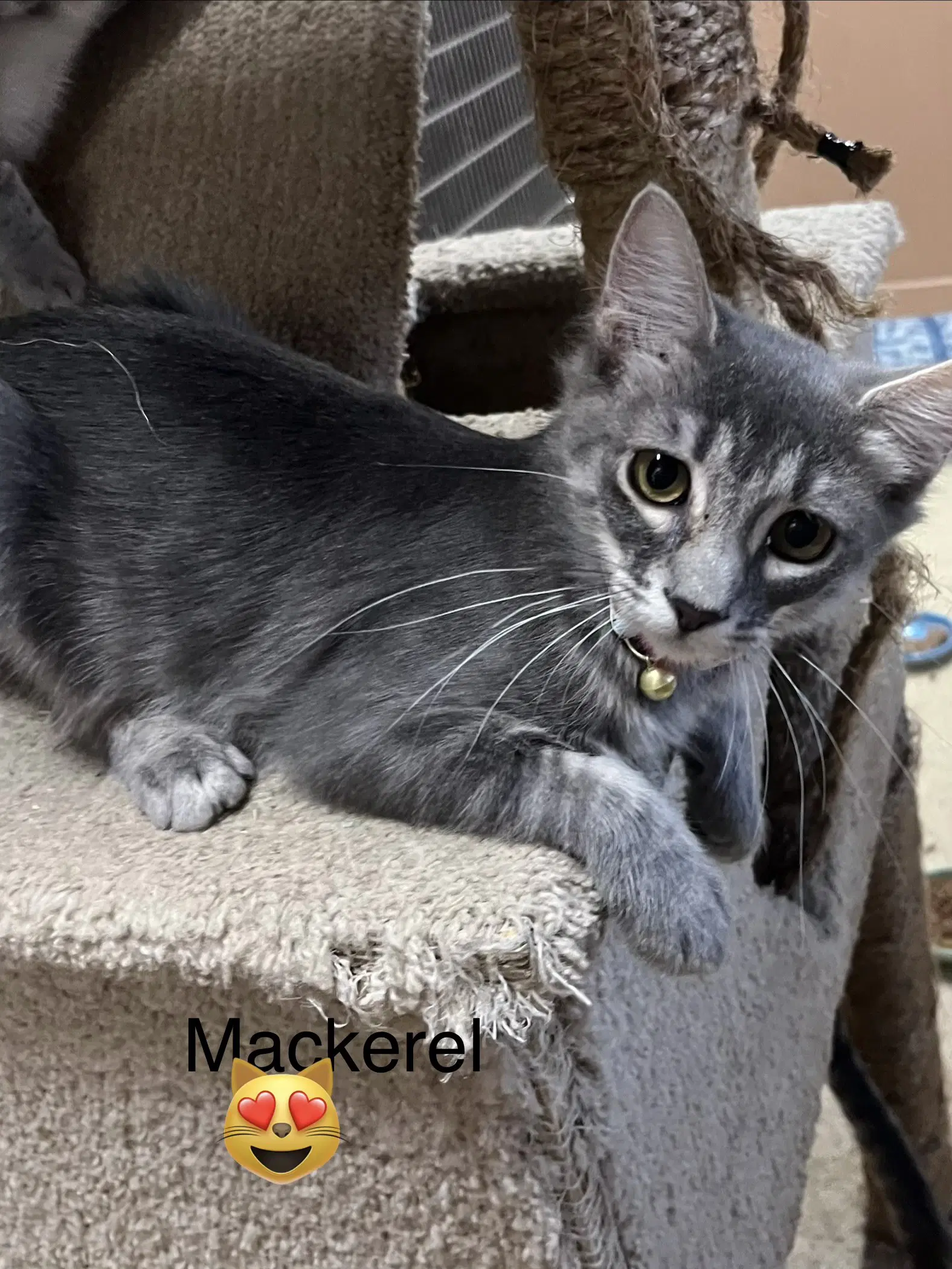 Mackerel - Domestic Short Hair