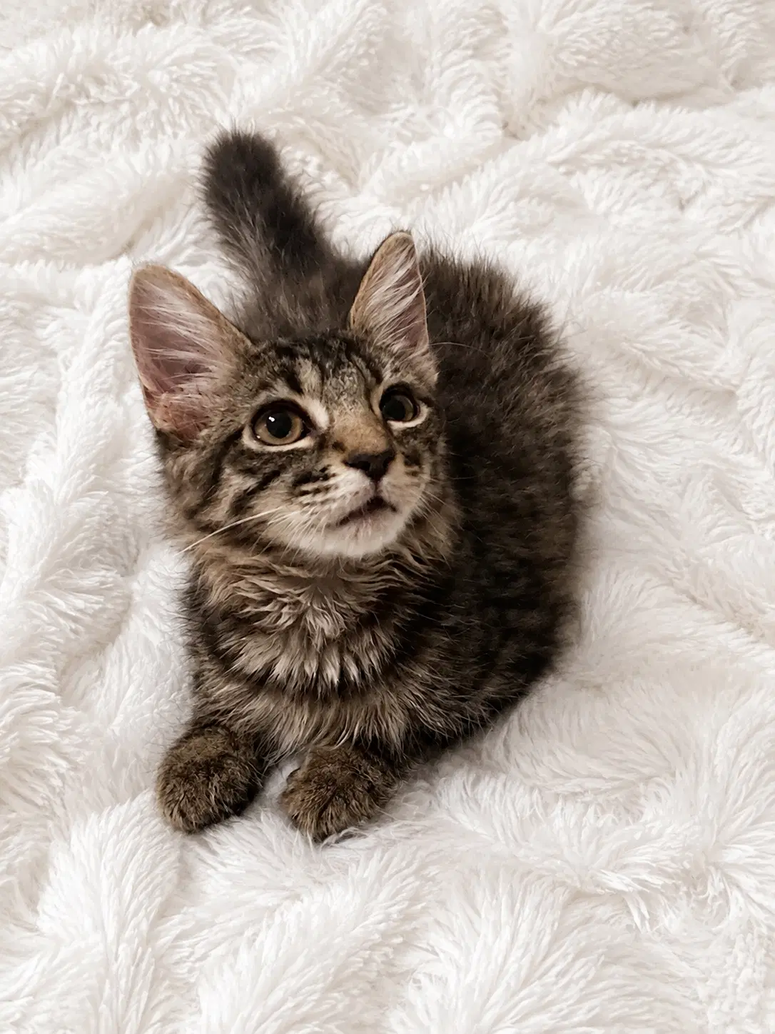 Jazzy - Domestic Medium Hair