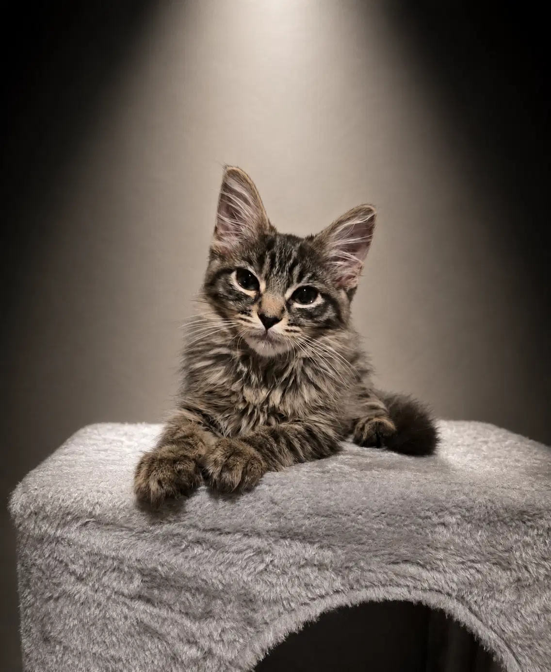 Dazzle - Domestic Medium Hair