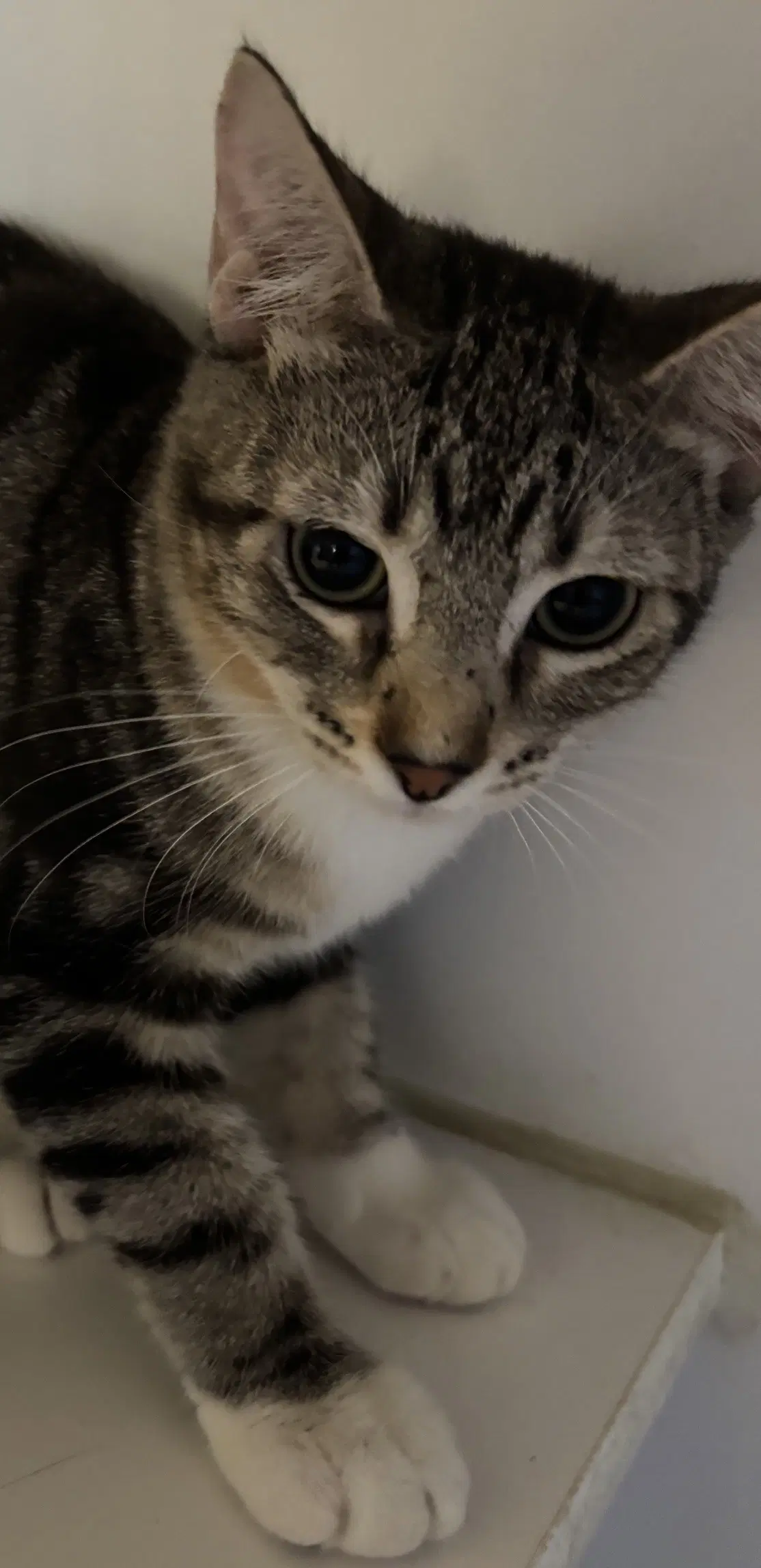 Eliana - Domestic Short Hair