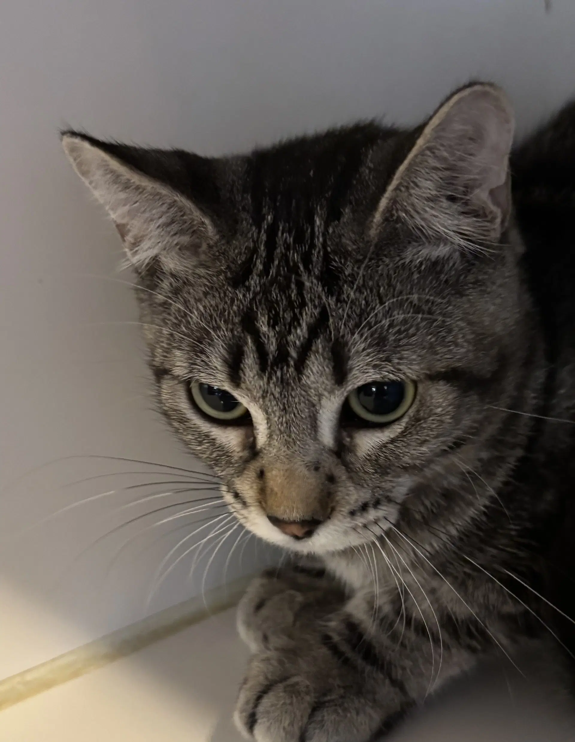 Dwight - Domestic Short Hair