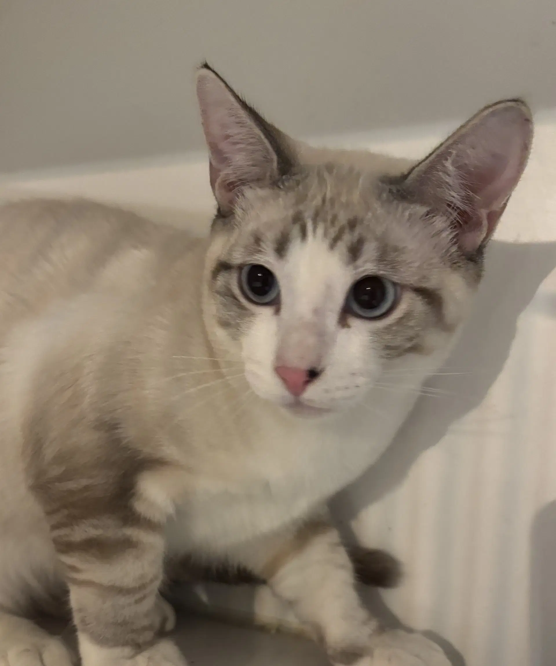 Berkeley Boy - Siamese