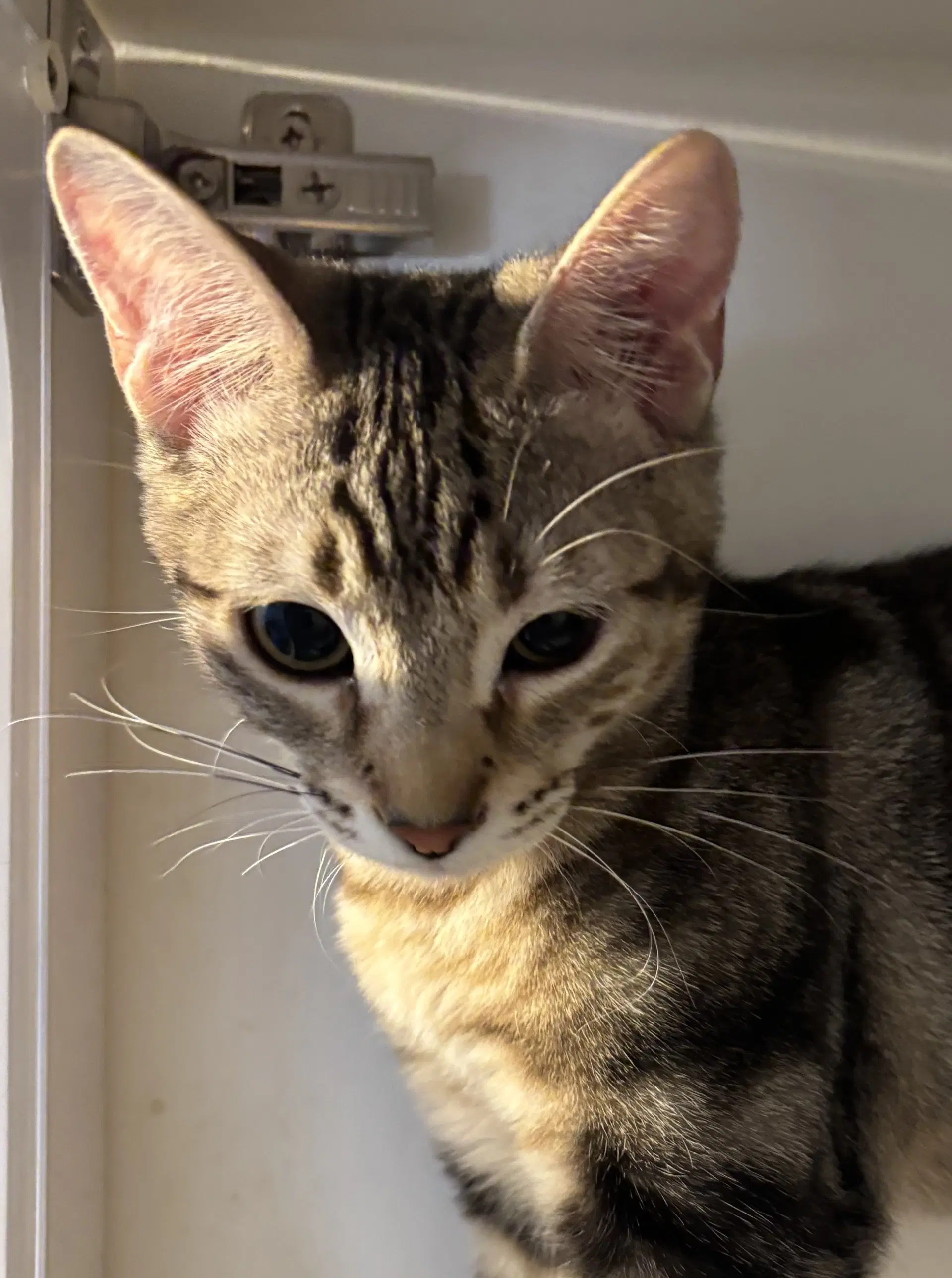 Rynlee - Domestic Short Hair