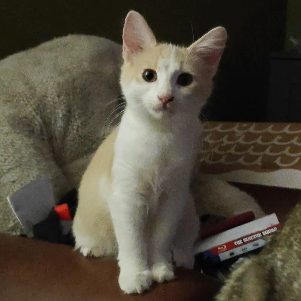 Nobby Nobbs - Domestic Medium Hair