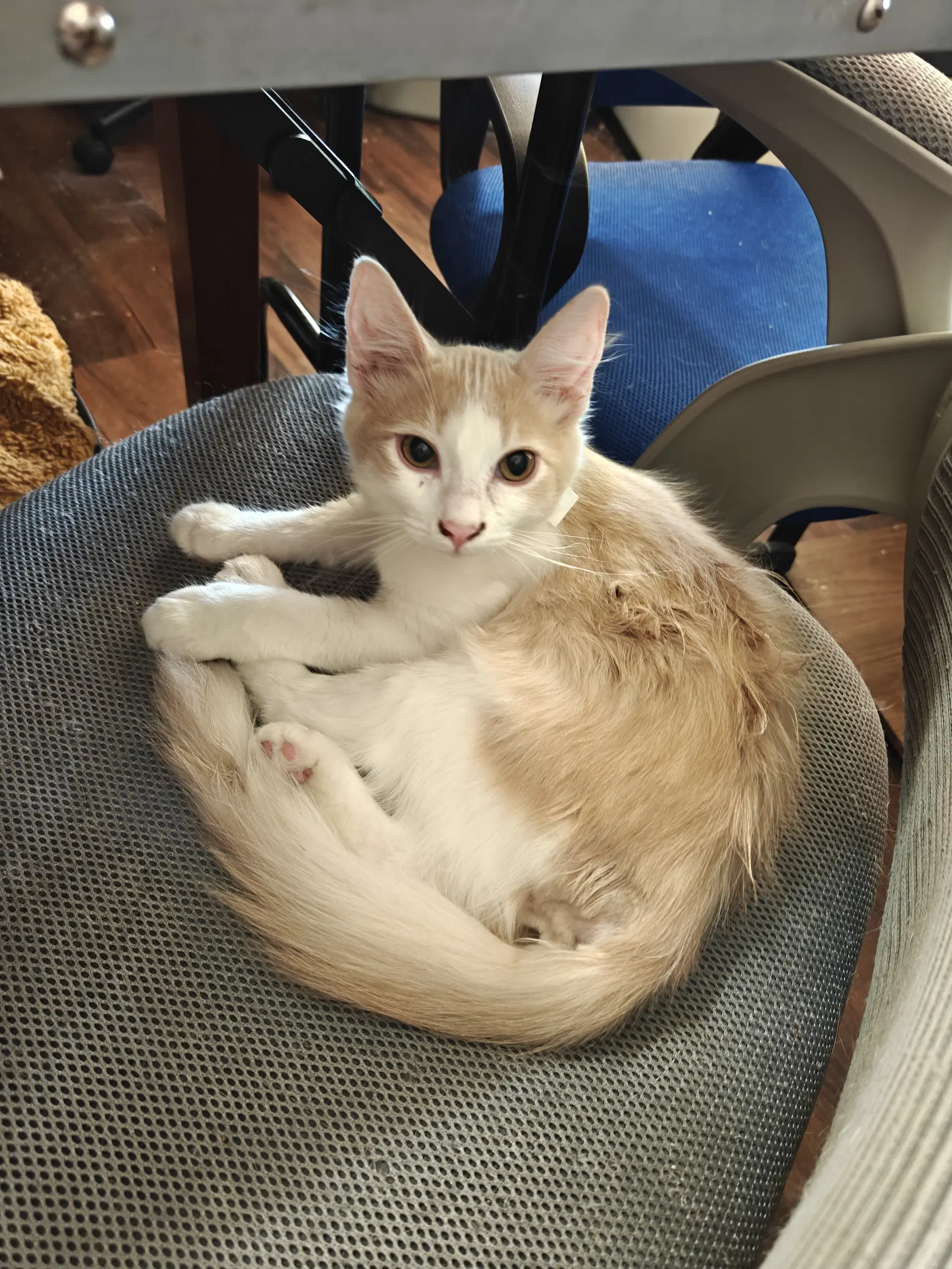 Reg Shoe - Domestic Medium Hair